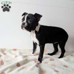 Zoe, Boston Terrier Puppy